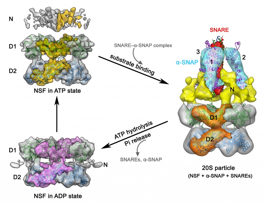 Proposed structural states of NSF in a functional cycle. The structures we reconstructed in this work reflected three sequential functional states of NSF in disassembling the SNARE complex.  Chang LF, Chen S, Liu CC, Pan X, Jiang J, Bai XC, Xie X, Wang HW and Sui SF. (2012) Structural characterization of full-length NSF and 20S particles. Nature Structural & Molecular Biology, 19: 268-275 