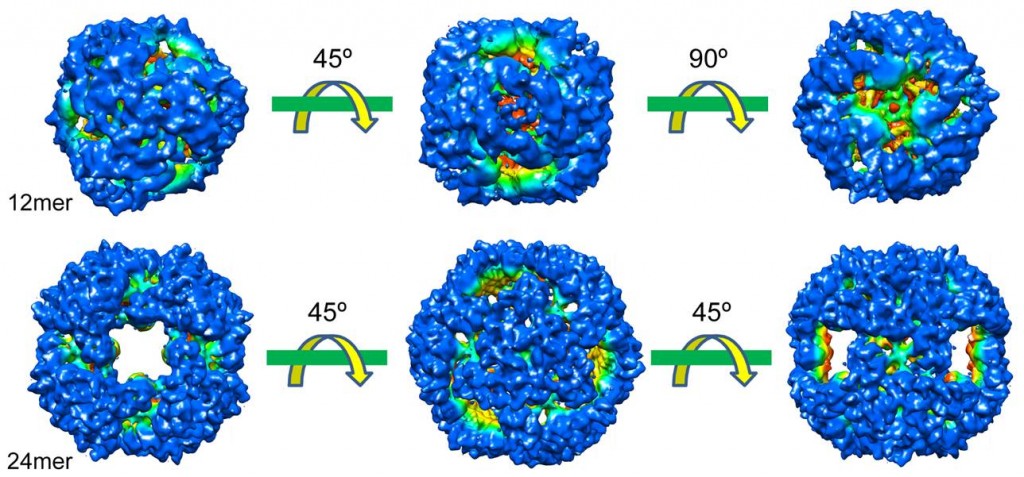 Surface views of DegQ 12-mer and 24-mer showing their overall architecture. Bai XC, Pan XJ, Wang XJ, Ye YY, Chang LF, Leng Dong, Lei JL and Sui SF (2011) Characterization of the Structure and Function of Escherichia coli DegQ as a Representative of the DegQ-like Proteases of Bacterial HtrA Family Proteins. Structure, 19: 1328–1337 