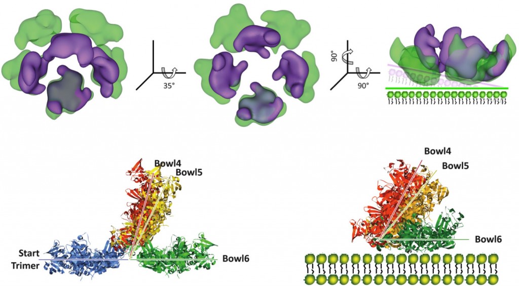 Shen QT, Bai XC, Chang LF, Wu Y, Wang HW, Sui SF. (2009) Bowl-shaped oligomeric structures on membranes as DegP’s new functional forms in protein quality control. Proc Natl Acad Sci U S A, 106: 4858-4863 