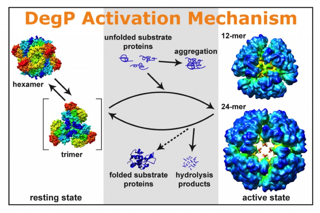 Jiang JS, Zhang XF, Chen Y, Wu Y, Zhou ZH, Chang ZY, Sui SF. (2008) Activation of DegP chaperone-protease via formation of large cage-like oligomers upon binding to substrate proteins. Proc Natl Acad Sci U S A, 105: 11939-11944. 