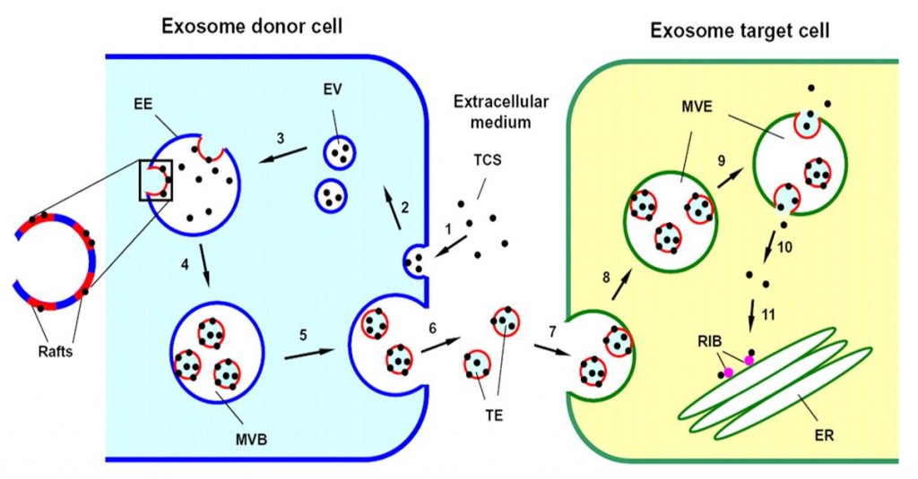 Zhang F, Sun S, Feng D, Zhao WL, Sui SF. (2009) A Novel Strategy for the Invasive Toxin: Hijacking Exosome-Mediated Intercellular Trafficking. Traffic, 10: 411-424 